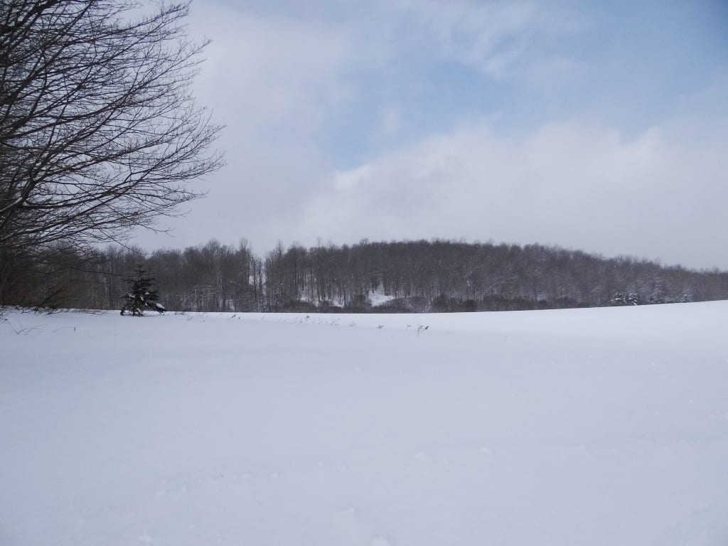 Hunting Land bordering New York State Forest in Chenango County NY LandQuest NY LandQuest