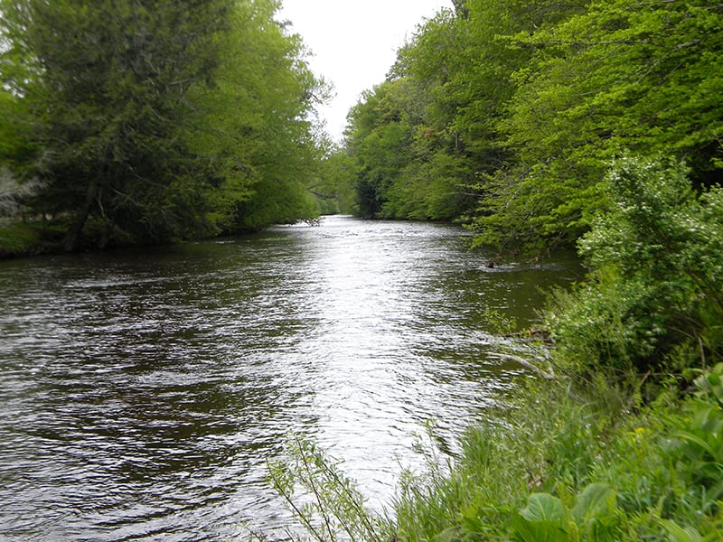 Land bordering Trout Stream in Smithville NY NY LandQuest NY LandQuest