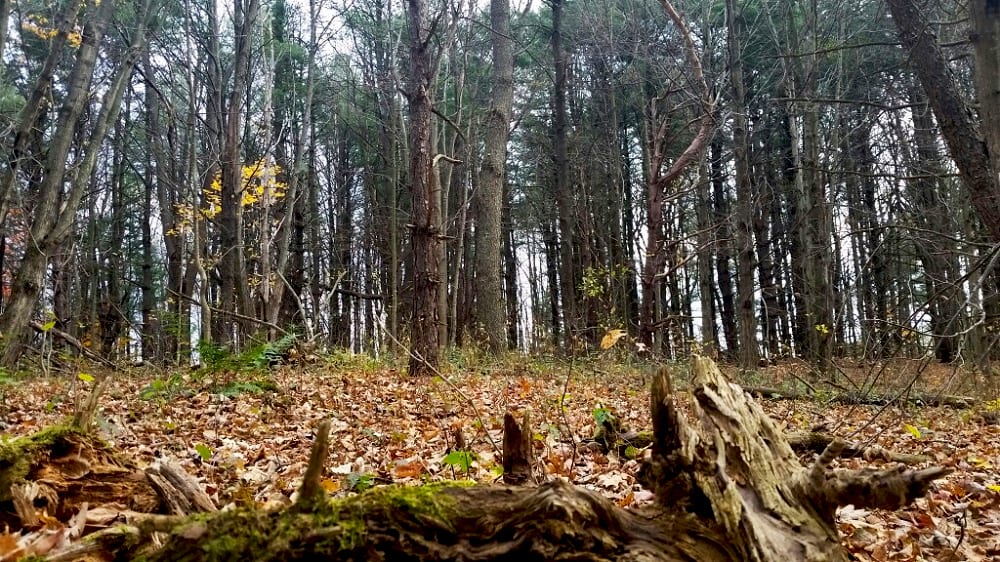 Wooded Acreage in New York's Salmon River Area NY LandQuest NY