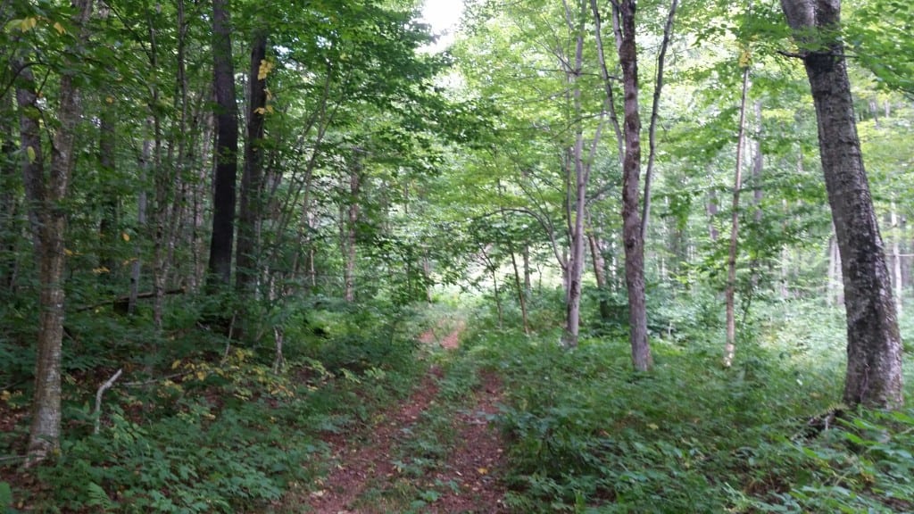New York Hunting Land 169 Acres for your Own Hunting Paradise! NY