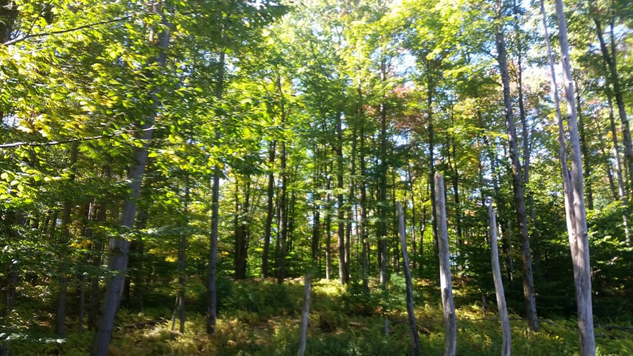 New York Woodlands bordering State Forest 97 Acres NY LandQuest NY