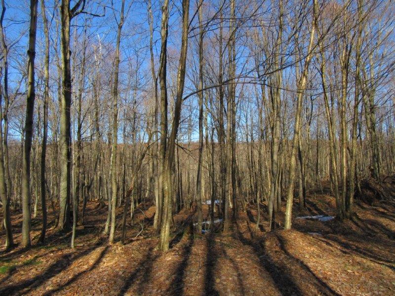 100 acres in Osceola NY in the Tug Hill Region near Redfield Reservoir