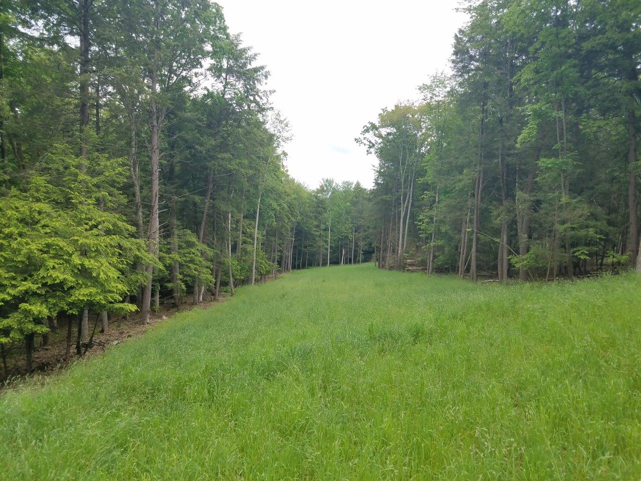 43 acres Timberland in Lindley NY Browntown Road with Owner Financing