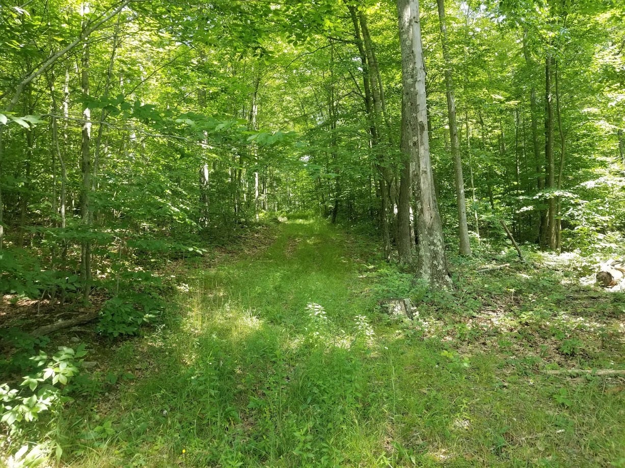 105 acres Hunting Land in Candor NY 201 Drybrook Road with Owner Financing NY LandQuest NY