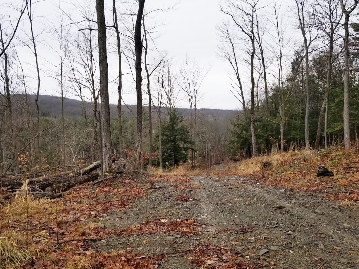 33 acres Woodlands and Hunting Land in Danby NY Deputron Hollow Road