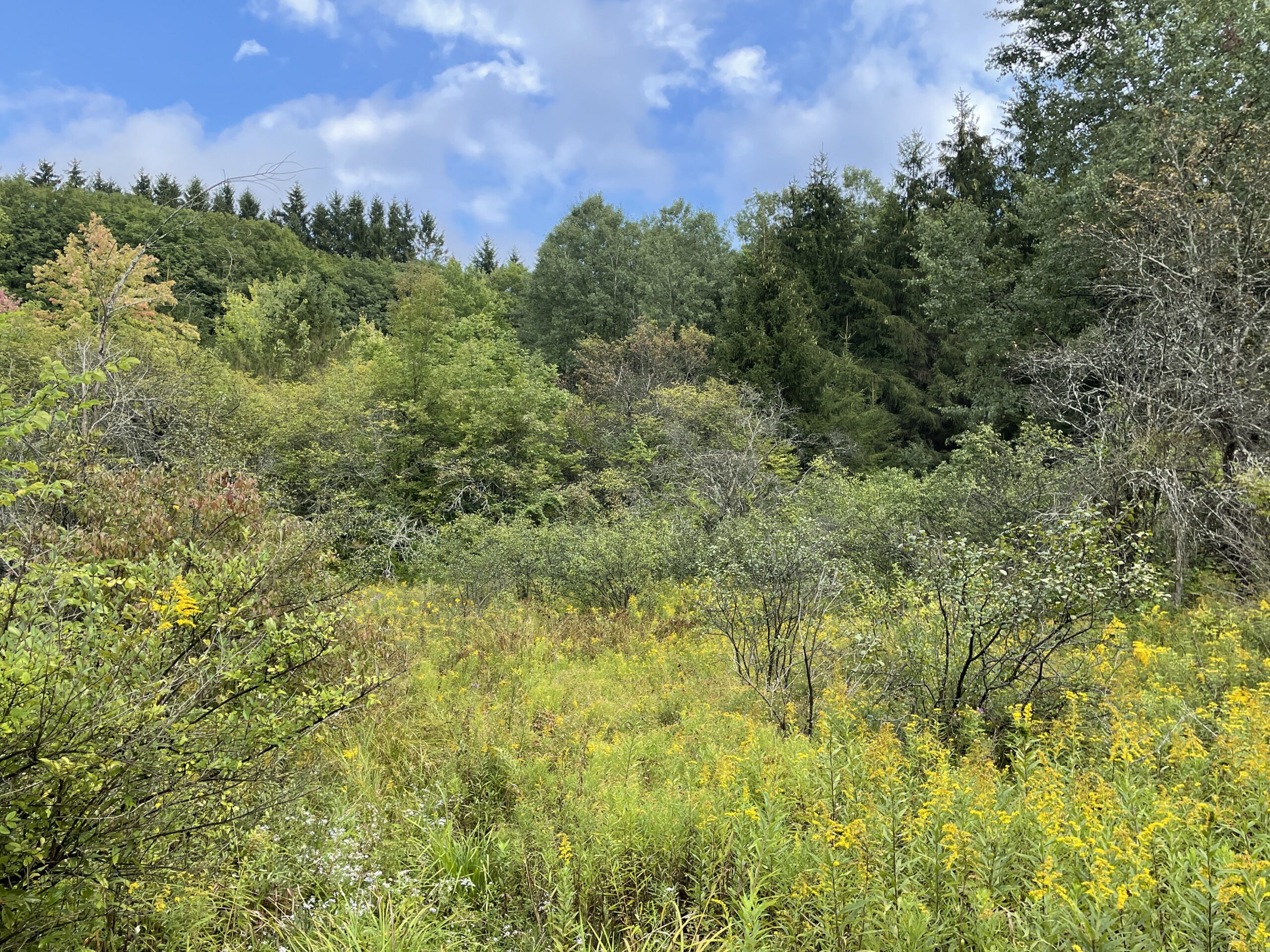 Cabin on 5 acres in Birdsall NY 3346 Old York Drive borders County Land