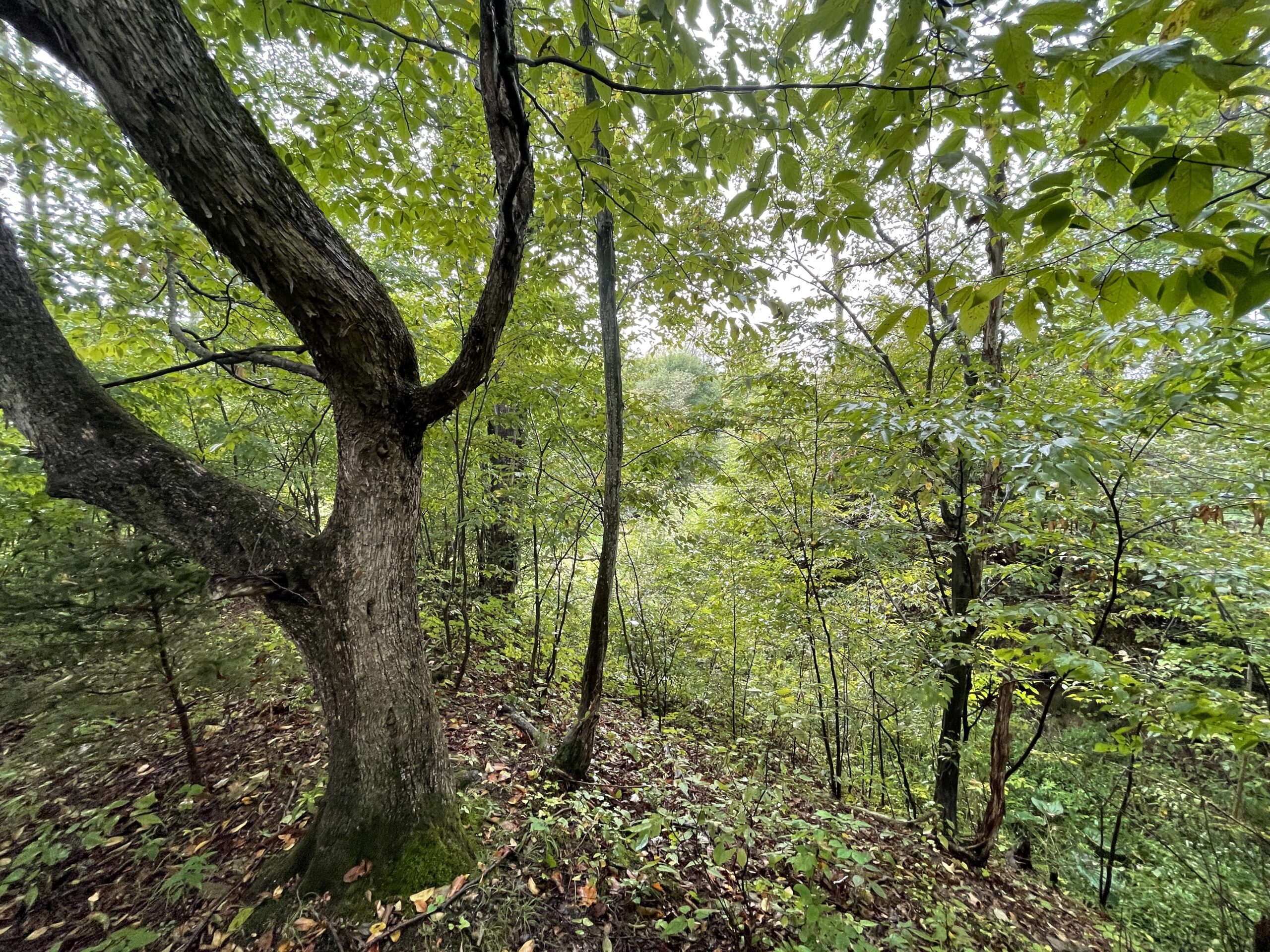 Cabin on 5 acres in Birdsall NY 3346 Old York Drive borders County Land NY LandQuest NY