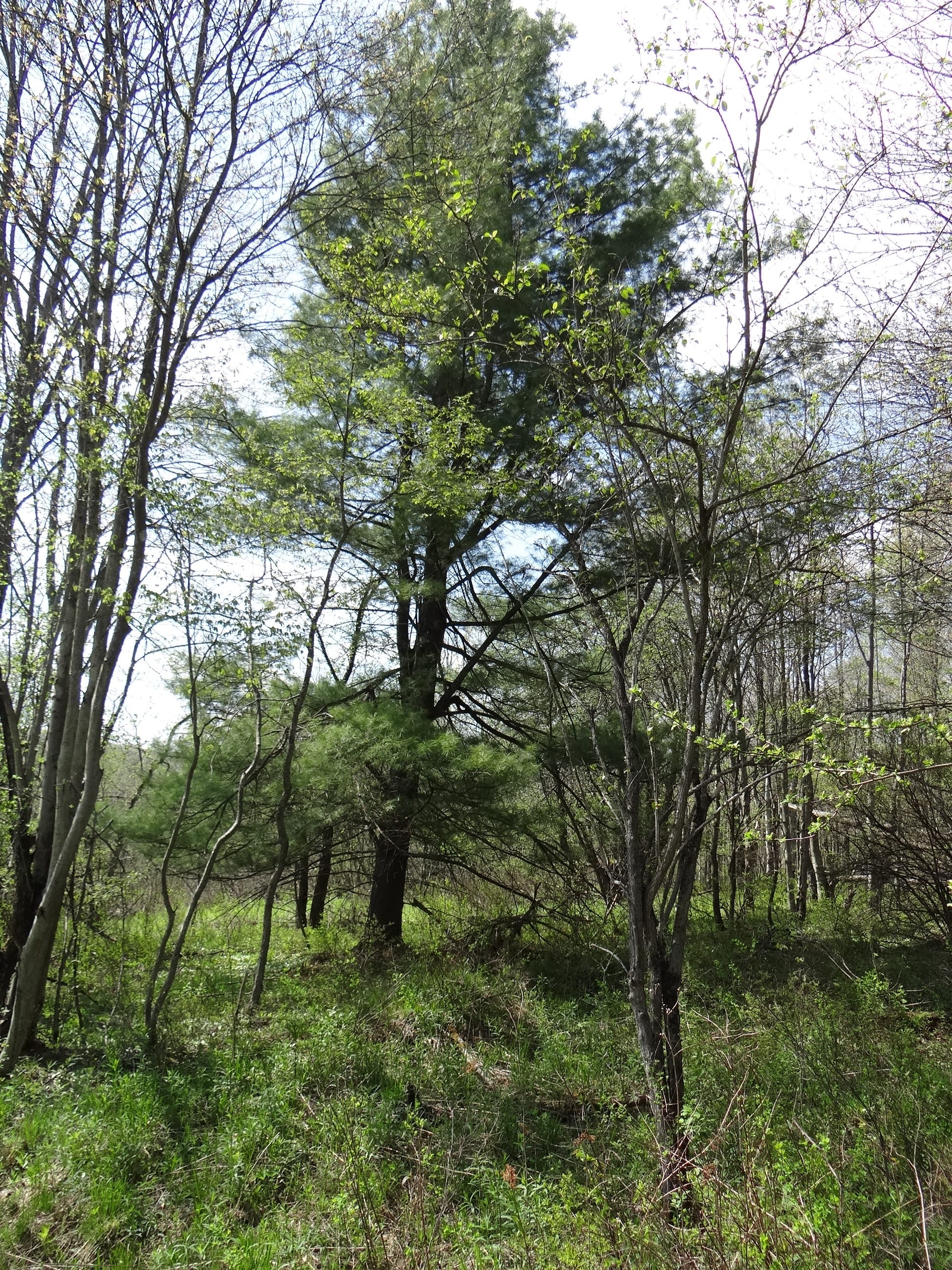 20 Acres Bordering New York State Forest Lands! NY LandQuest NY