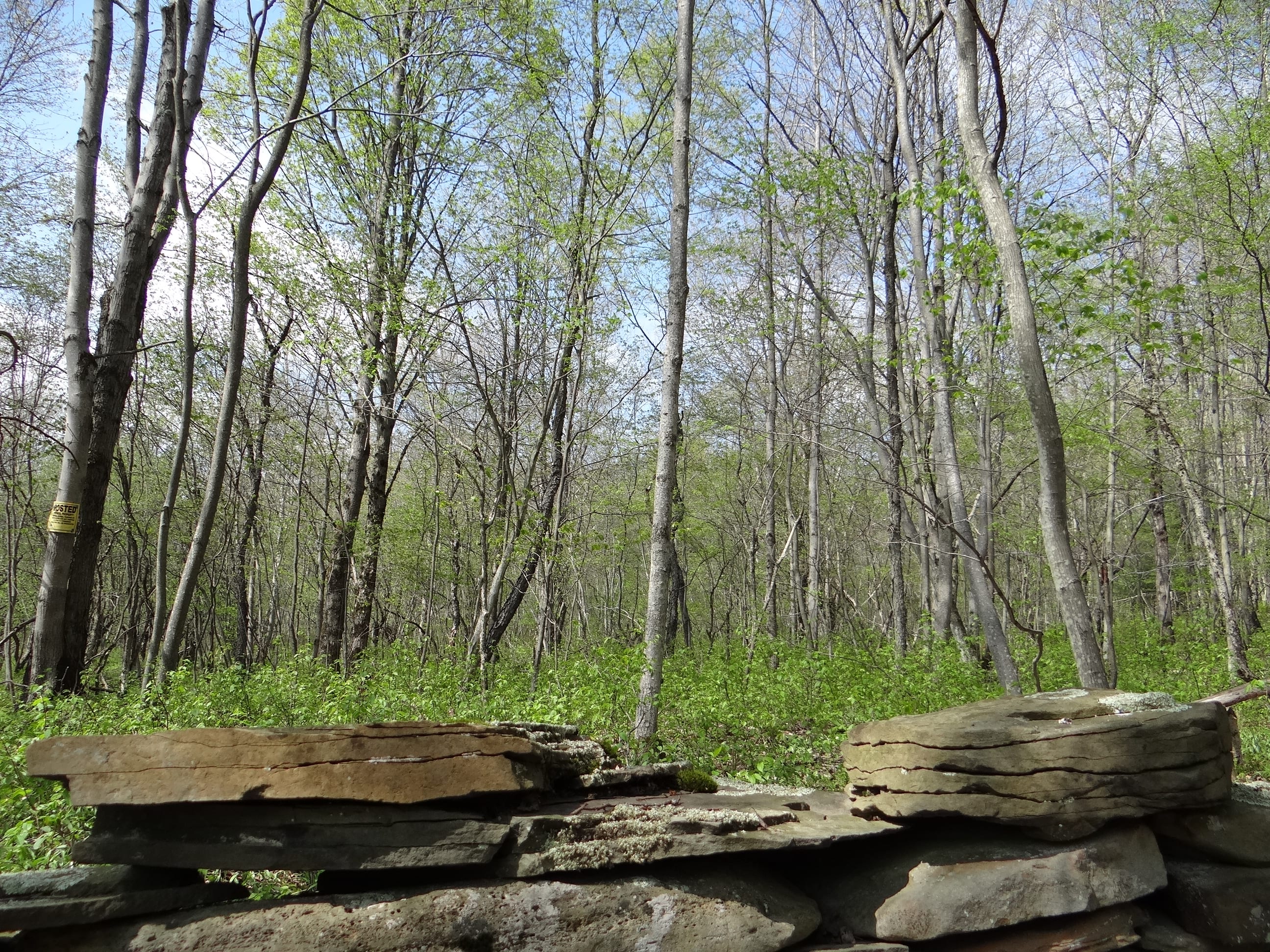 20 Acres Bordering New York State Forest Lands! NY LandQuest NY