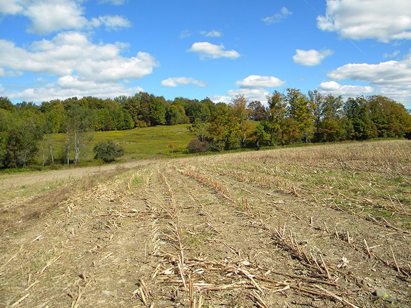286 Acres Abandoned Farm in the Finger Lakes Region NY LandQuest NY