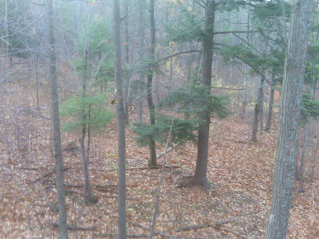 New York Hunting Land Bordering State Forest in Steuben County NY