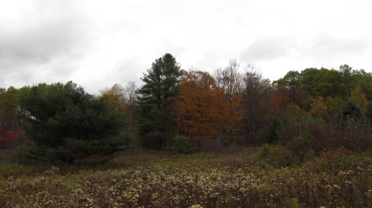 Land with Trout Stream in Marathon NY Cortland County 42 Acres NY