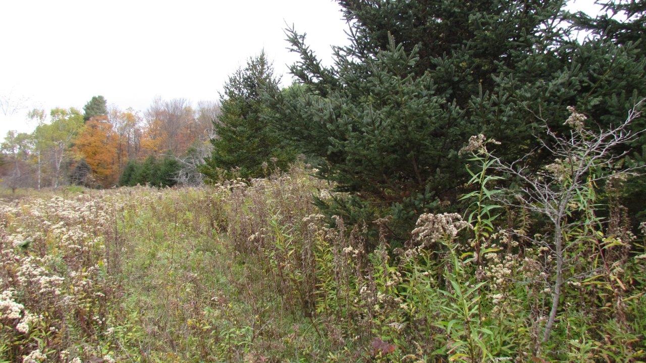 Land with Trout Stream in Marathon NY Cortland County 42 Acres NY