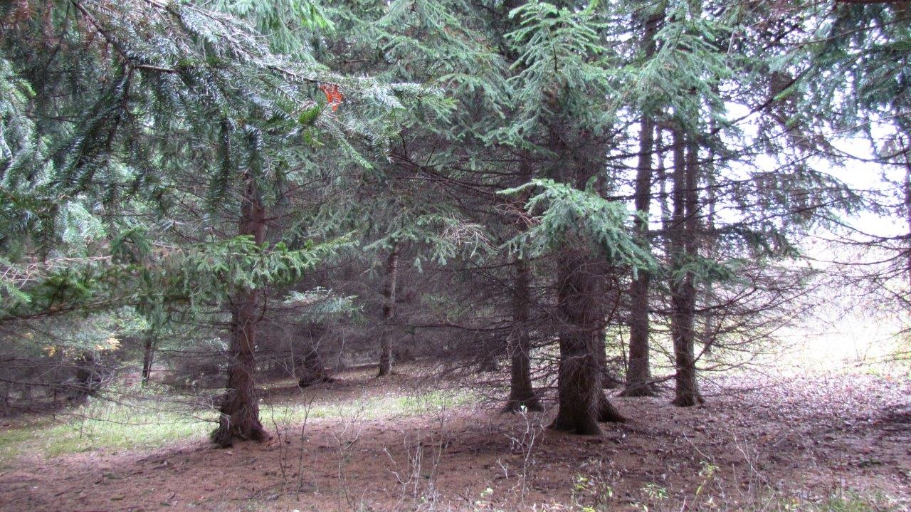 Land with Trout Stream in Marathon NY Cortland County 42 Acres NY