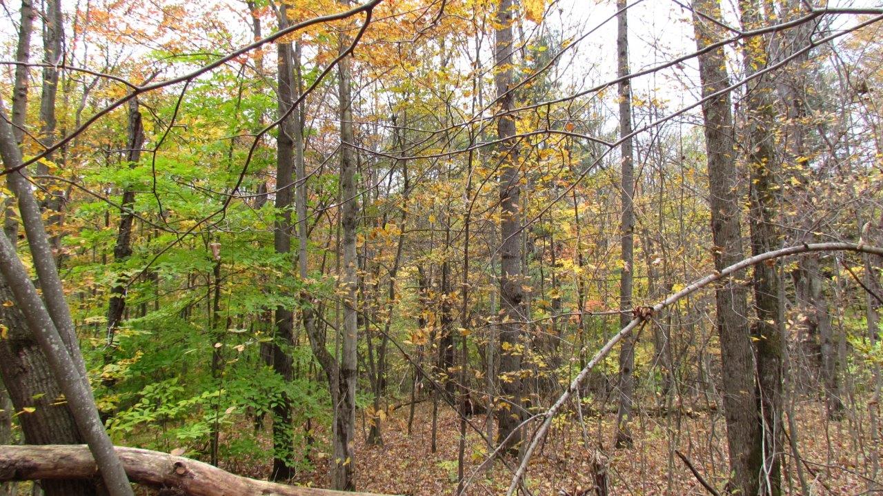 Land with Trout Stream in Marathon NY Cortland County 42 Acres NY