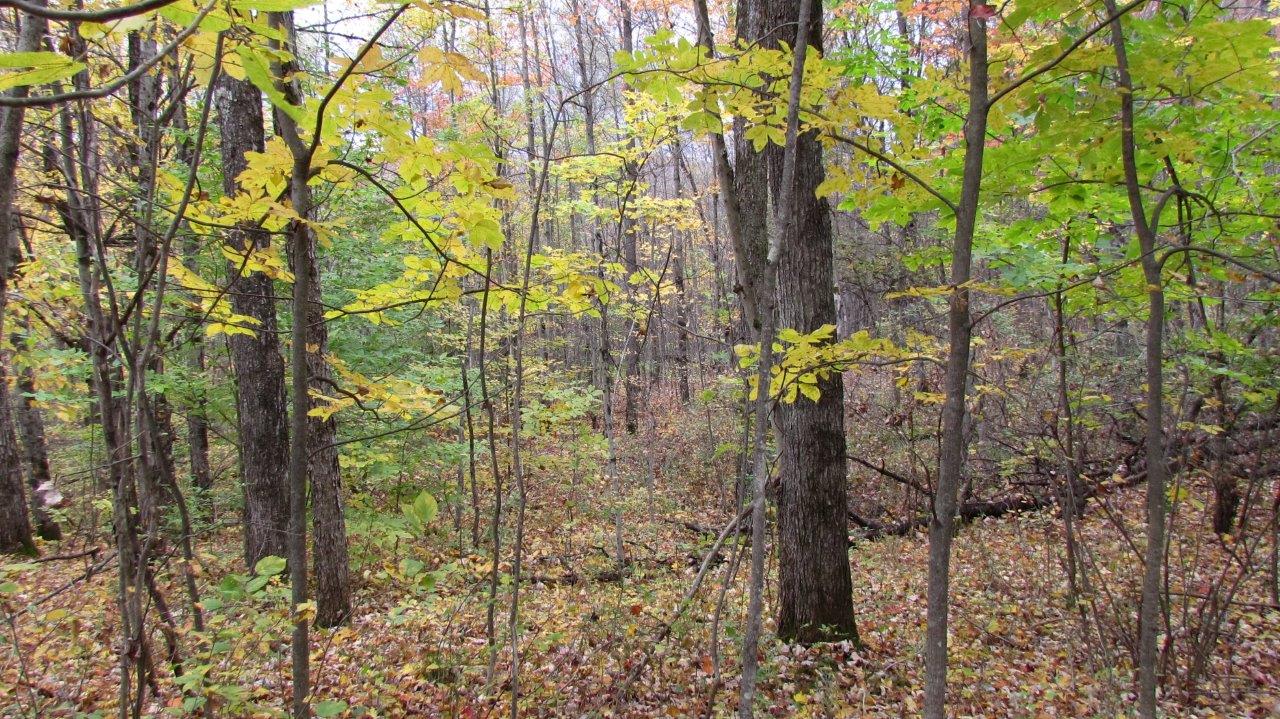 Land with Trout Stream in Marathon NY Cortland County 42 Acres NY