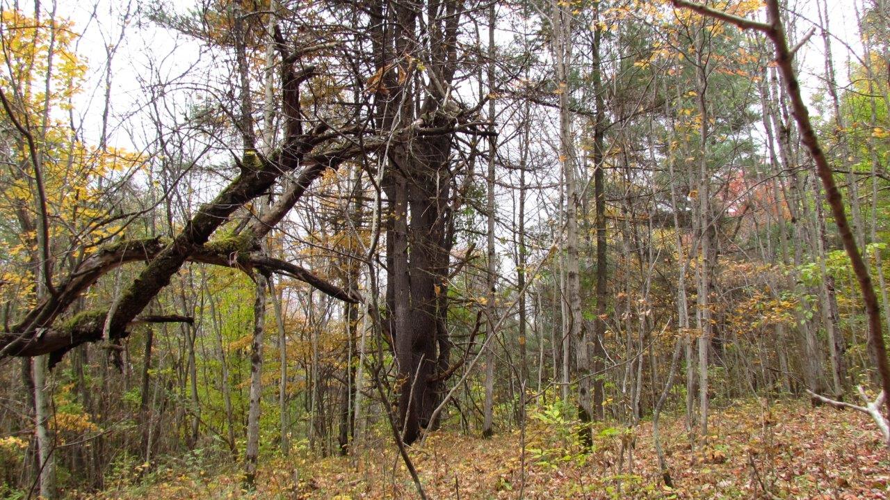 Land with Trout Stream in Marathon NY Cortland County 42 Acres NY