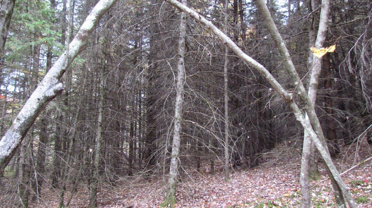 Land with Trout Stream in Marathon NY Cortland County 42 Acres NY