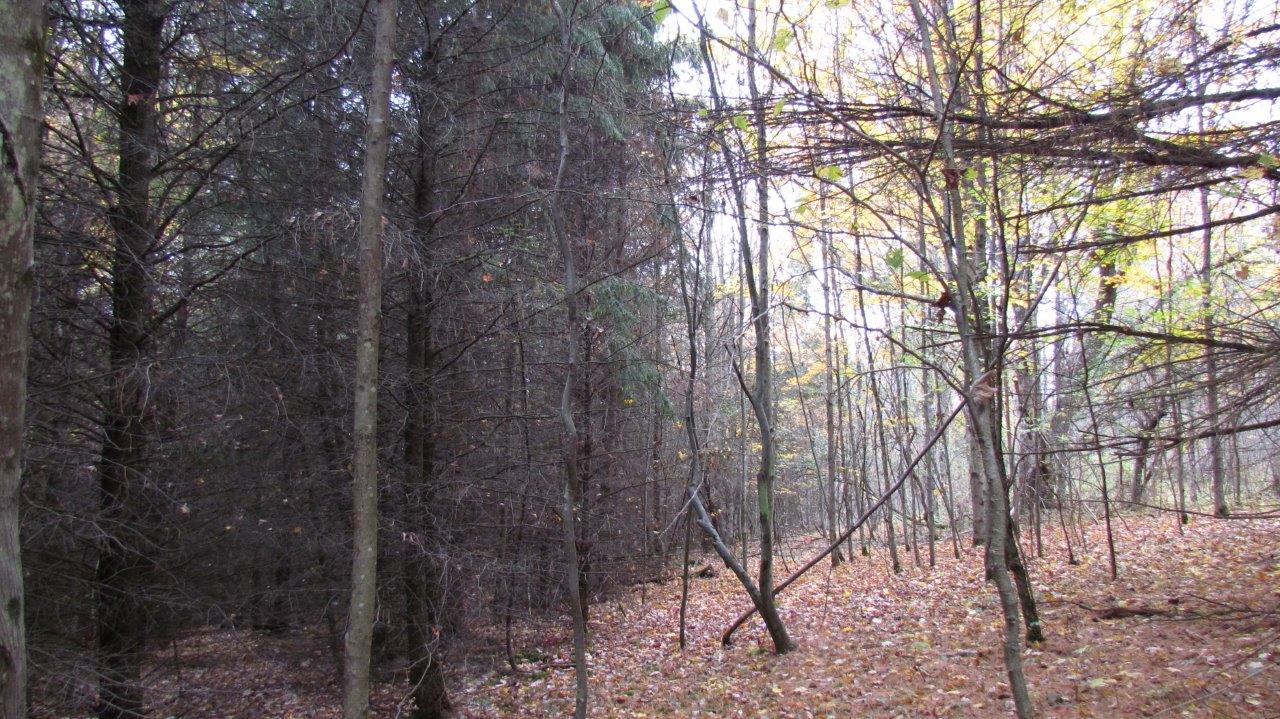 Land with Trout Stream in Marathon NY Cortland County 42 Acres NY