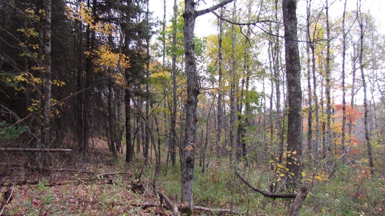 Land with Trout Stream in Marathon NY Cortland County 42 Acres NY