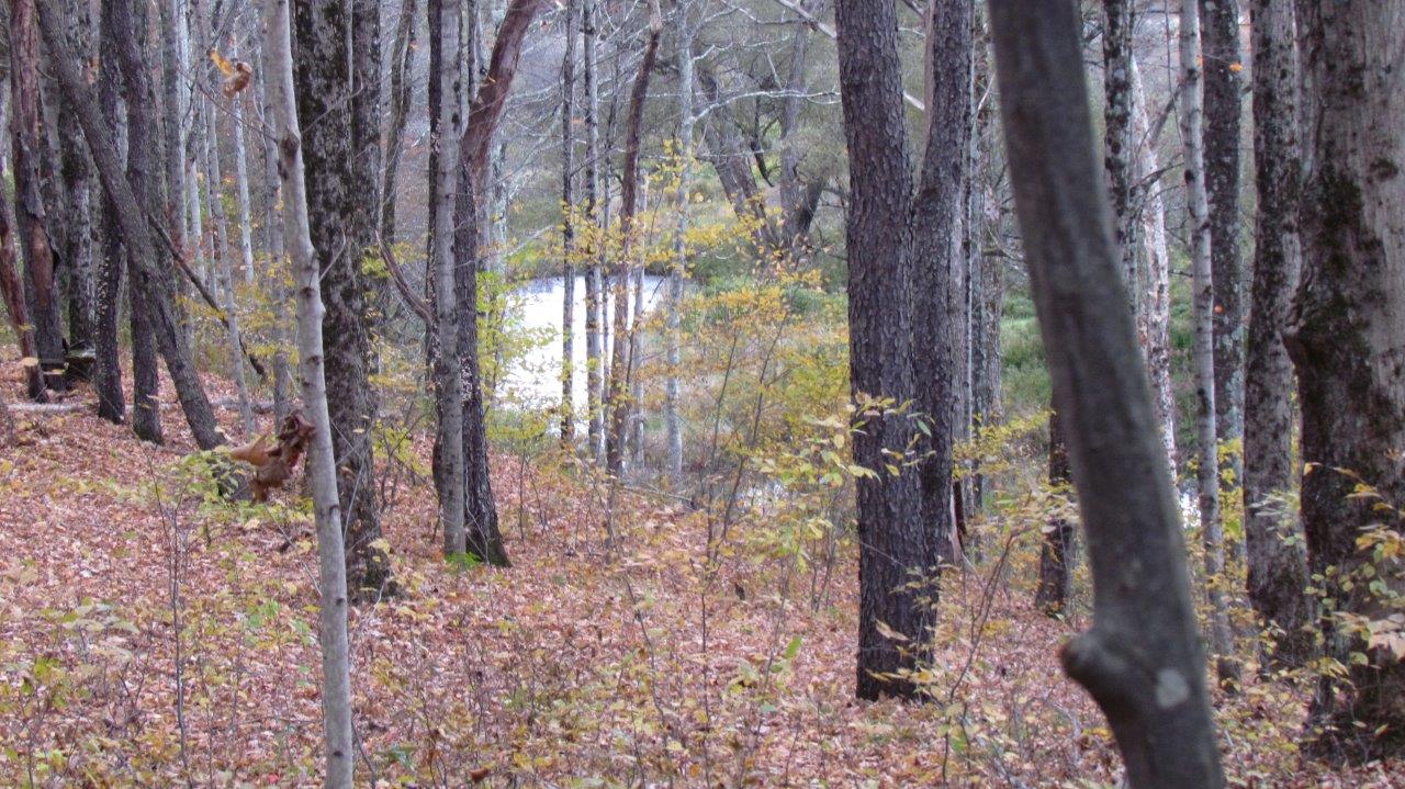 Land with Trout Stream in Marathon NY Cortland County 42 Acres NY