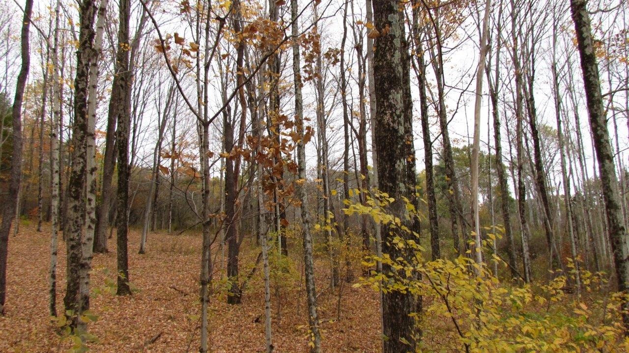 Land with Trout Stream in Marathon NY Cortland County 42 Acres NY