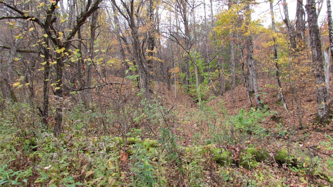 Land with Trout Stream in Marathon NY Cortland County 42 Acres NY