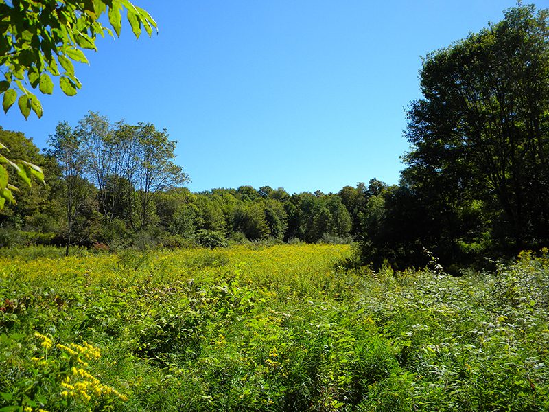 Wooded Acreage in the Finger Lakes Region NY LandQuest NY LandQuest