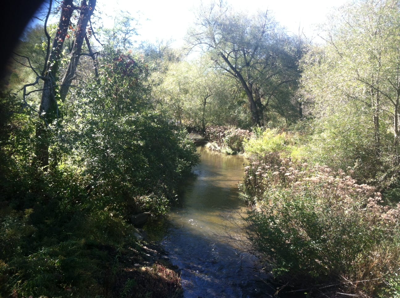 Hunting Land in Steuben County NY in the Finger Lakes Region 117 Acres