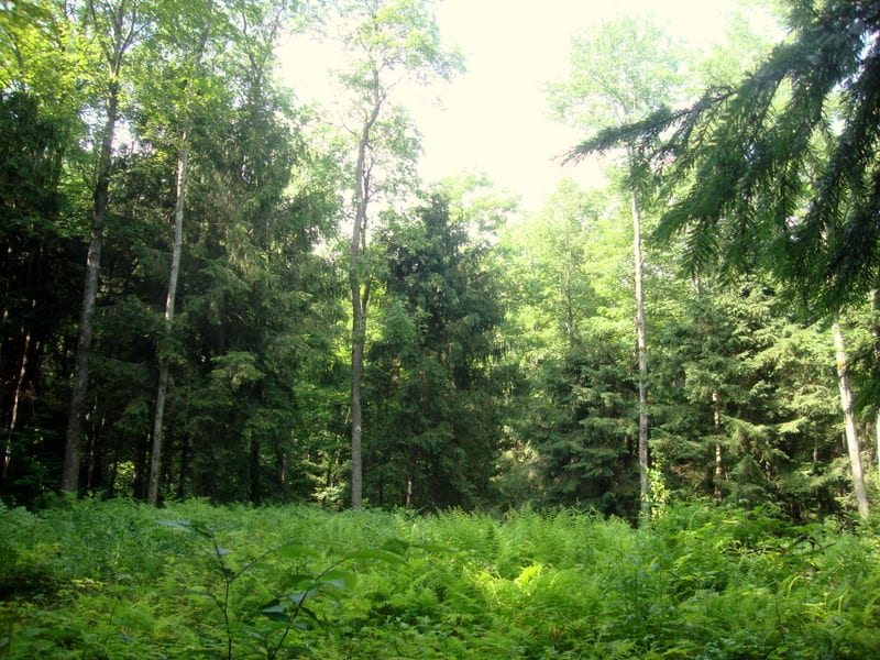 11 Acres near Salmon River Reservoir and Salmon River! NY LandQuest