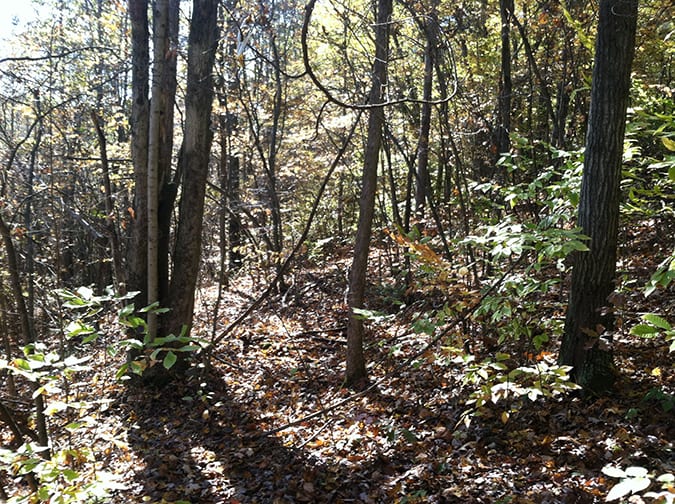 62 Acres Hunting Land in Steuben County NY NY LandQuest NY LandQuest